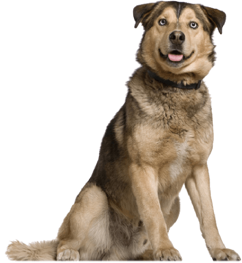 犬