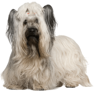 犬