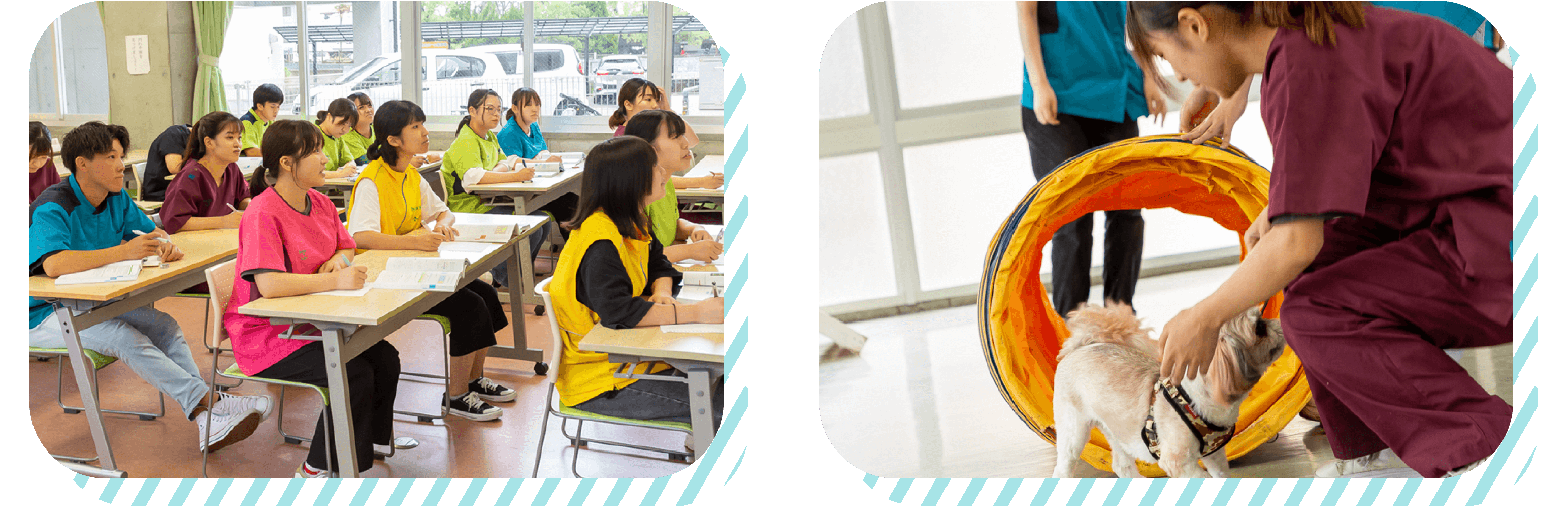 ペットビジネス学科