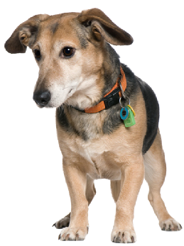 犬