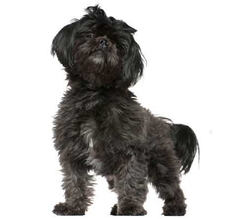 犬