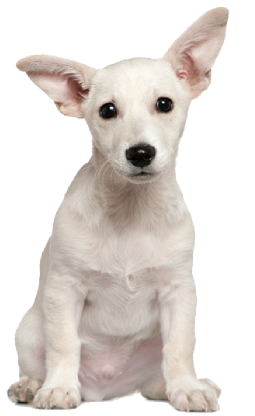 犬