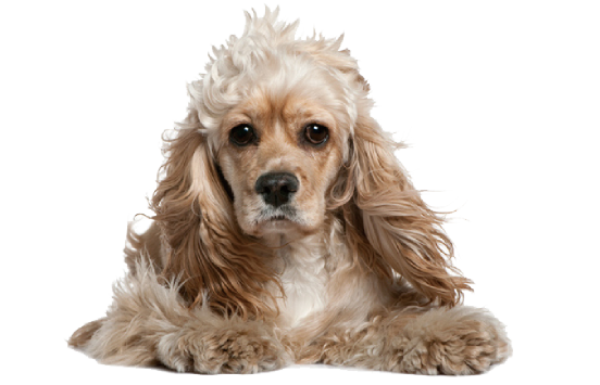 犬